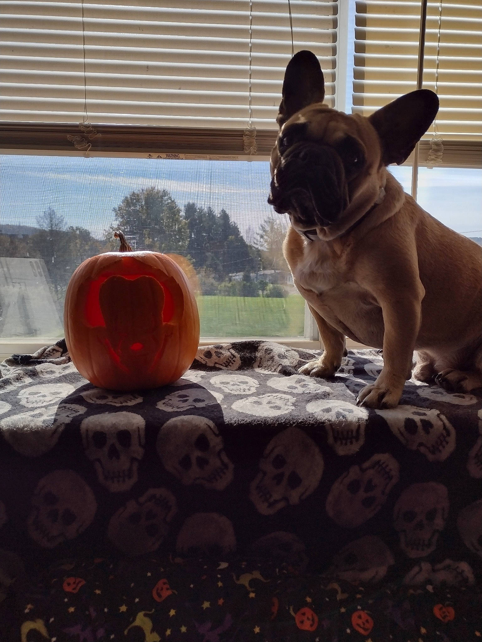 Snuffles is registered to the contest to win money with this photo: blue, bulldog, canidae, carnivore, companion_dog, dog, dog_breed, fawn, flooring, french_bulldog, light, plant, snout, sporting_group, tints_and_shades, toy_dog, window, window_blind, wood, working_animal