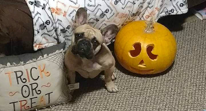 Snuffles joined the competition — help win amazing prizes! calabaza, canidae, carnivore, companion_dog, cucurbita, dog, dog_breed, fawn, flooring, gourd, jack_o_lantern, pug, pumpkin, snout, sporting_group, toy, toy_dog, vegetable, winter_squash, wrinkle