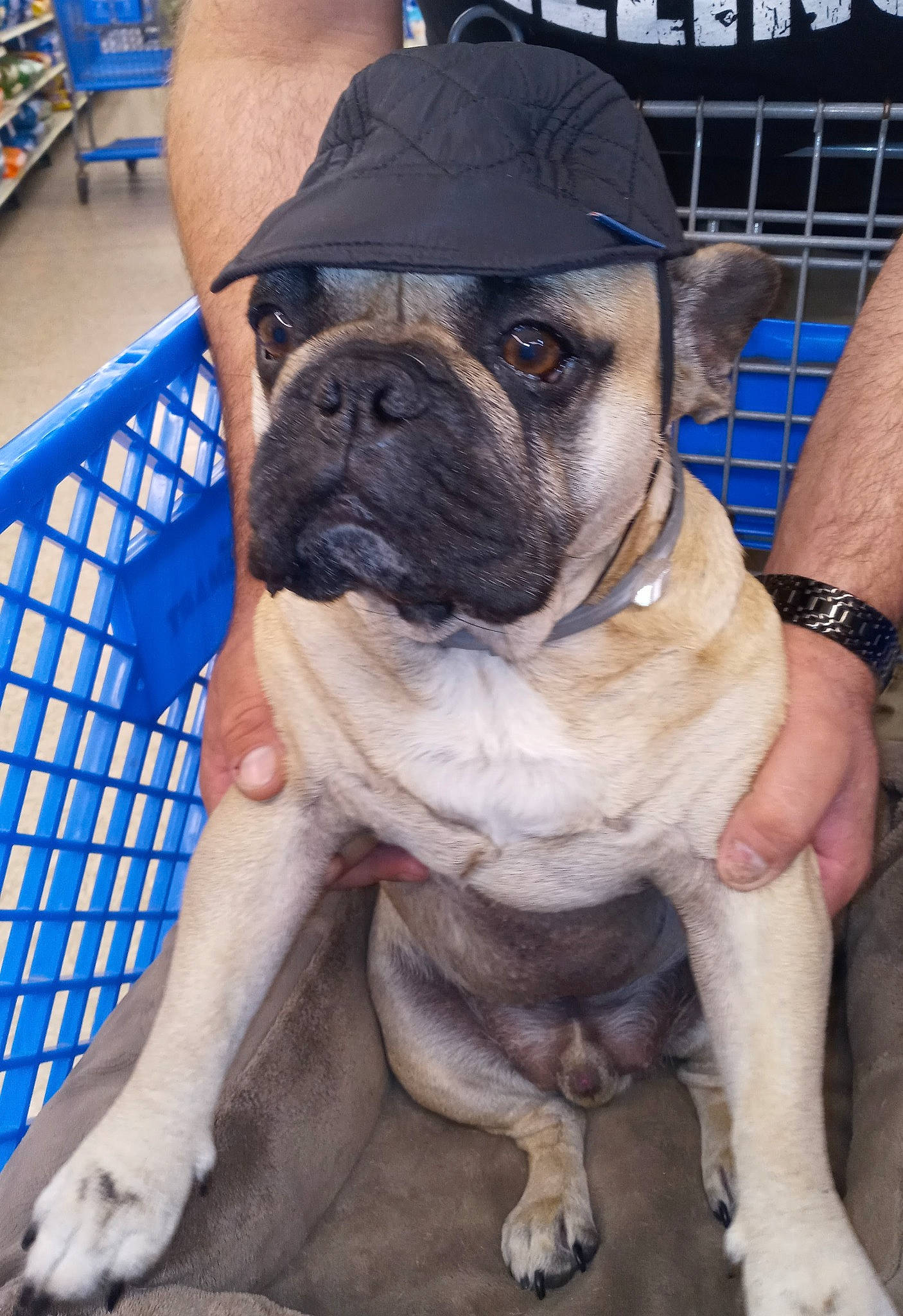 Snuffles is registered to the contest to win money with this photo: blue, canidae, carnivore, chair, collar, companion_dog, dog, dog_breed, dog_collar, fawn, molosser, plant, pug, snout, sporting_group, toy_dog, watch, window, working_animal, wrinkle