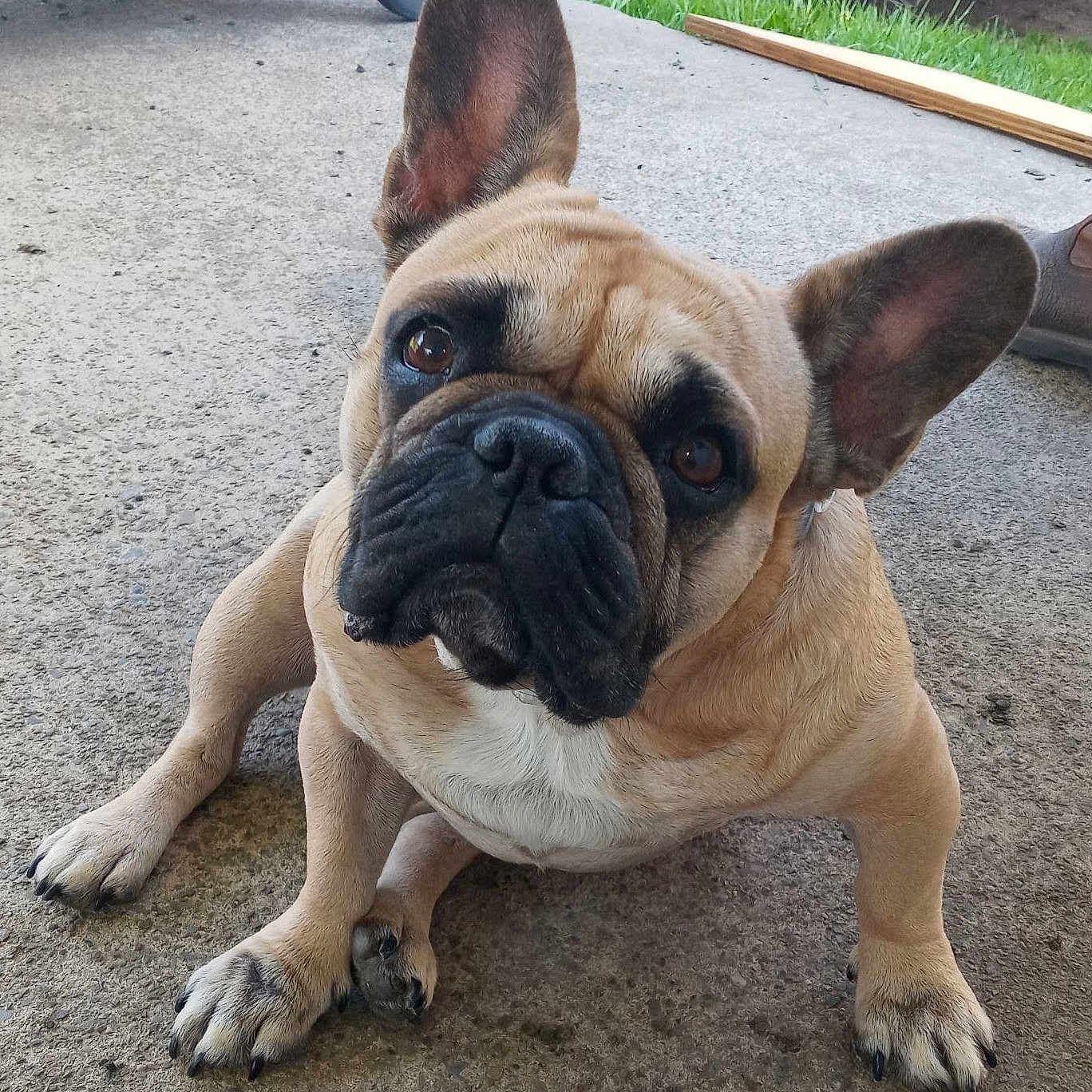 Snuffles