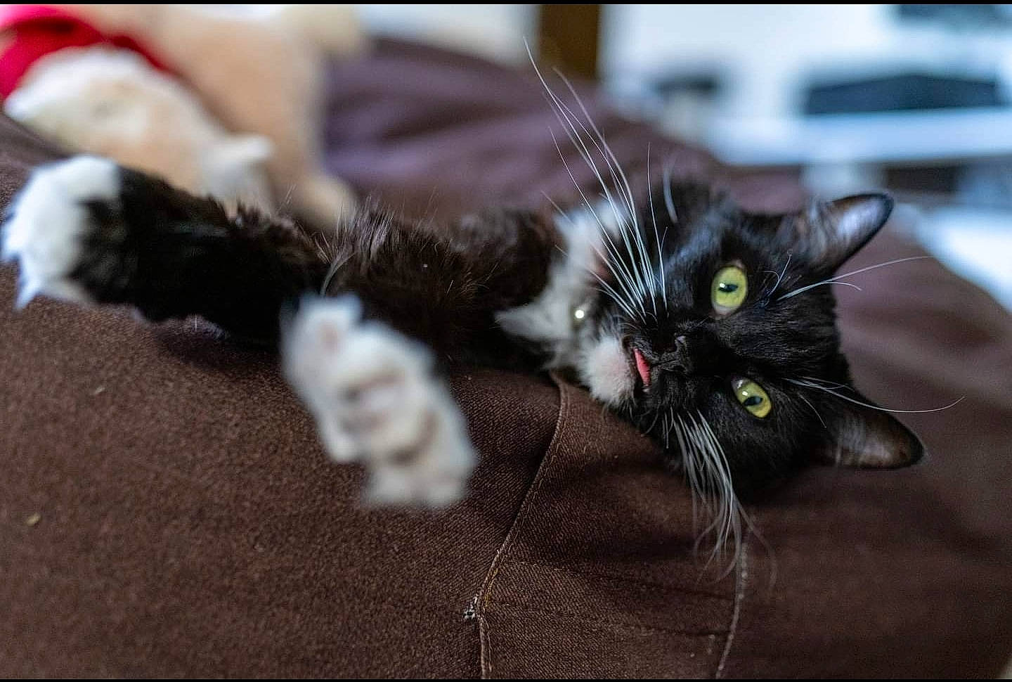 Asia is registered to the contest to win money with this photo: black_cat, carnivore, cat, claw, comfort, domestic_short_haired_cat, felidae, foot, fur, paw, small_to_medium_sized_cats, snout, tail, whiskers, window