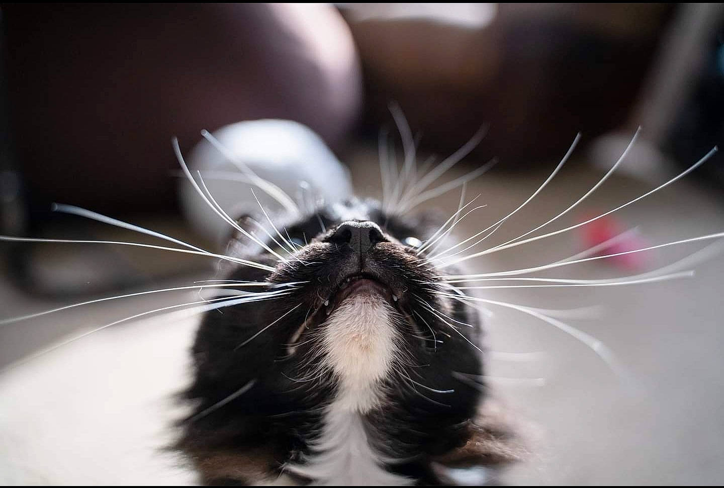 Asia is registered to the contest to win money with this photo: cat, claw, close_up, domestic_short_haired_cat, eye, felidae, foot, fur, head, invertebrate, macro_photography, paw, pest, rodent, small_to_medium_sized_cats, snout, tail, terrestrial_animal, whiskers, wildlife