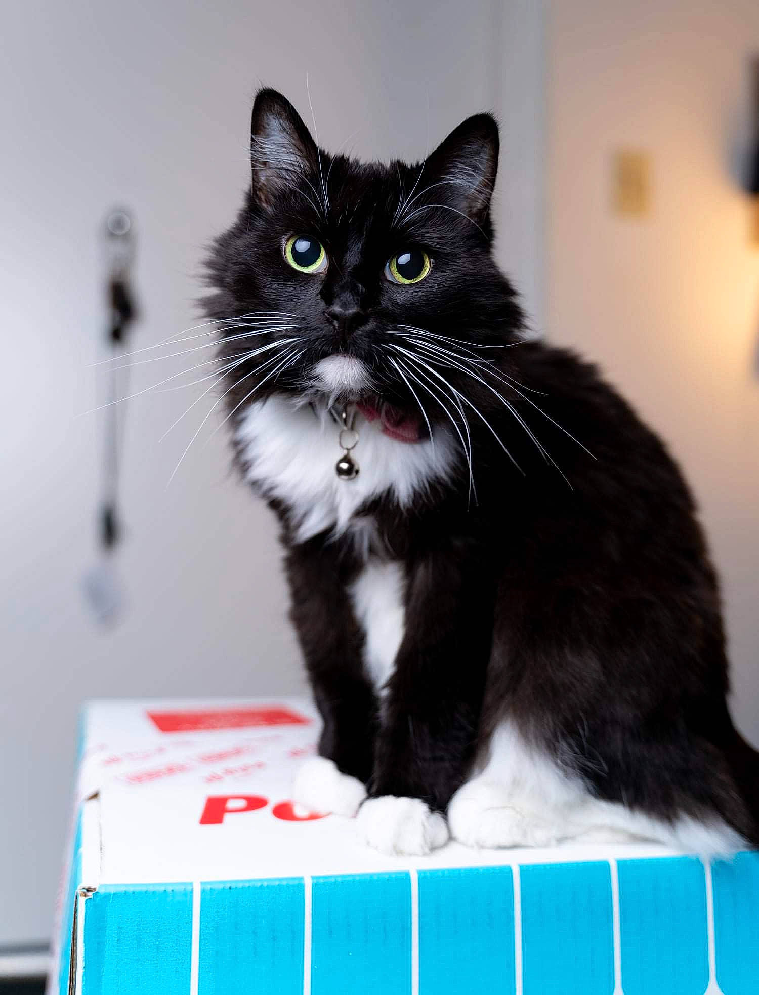 Asia joined the competition — help win amazing prizes! black_cat, box, carnivore, cat, cat_supply, domestic_short_haired_cat, felidae, formal_wear, fur, packaging_and_labeling, paw, rectangle, sitting, small_to_medium_sized_cats, snout, tail, whiskers