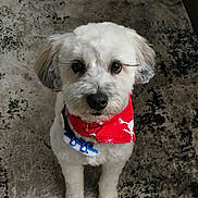 Amari joined the competition — help win amazing prizes! adorable, animal, bandana, carpet, companion, cute, dog, domestic_animal, eyes, fluffy, fur, indoor, looking_up, nose, paws, pet, portrait, red_bandana, small_dog, white_dog