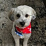 adorable, animal, bandana, carpet, companion, cute, dog, domestic_animal, eyes, fluffy, fur, indoor, looking_up, nose, paws, pet, portrait, red_bandana, small_dog, white_dog