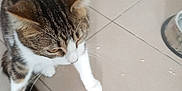 Reinette participe au concours pour gagner de l'argent avec cette photo : animal, brown_white, cat, close_up, domestic_cat, ears, feline, floor_tiles, food_bowl, household, indoor, looking_down, paw, pet, playful, sitting, tabby_cat, tail, tile_floor, whiskers