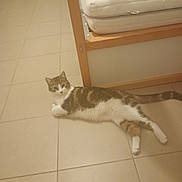 Reinette a rejoint le concours — aidez-le/la à gagner de superbes lots ! bed, calm, cat, curious, domestic_animal, floor_tile, furniture, home_interior, indoor, looking, lying_down, mattress, paw, pet, relaxed, stripes, tabby_cat, tail, tiled_floor, whiskers