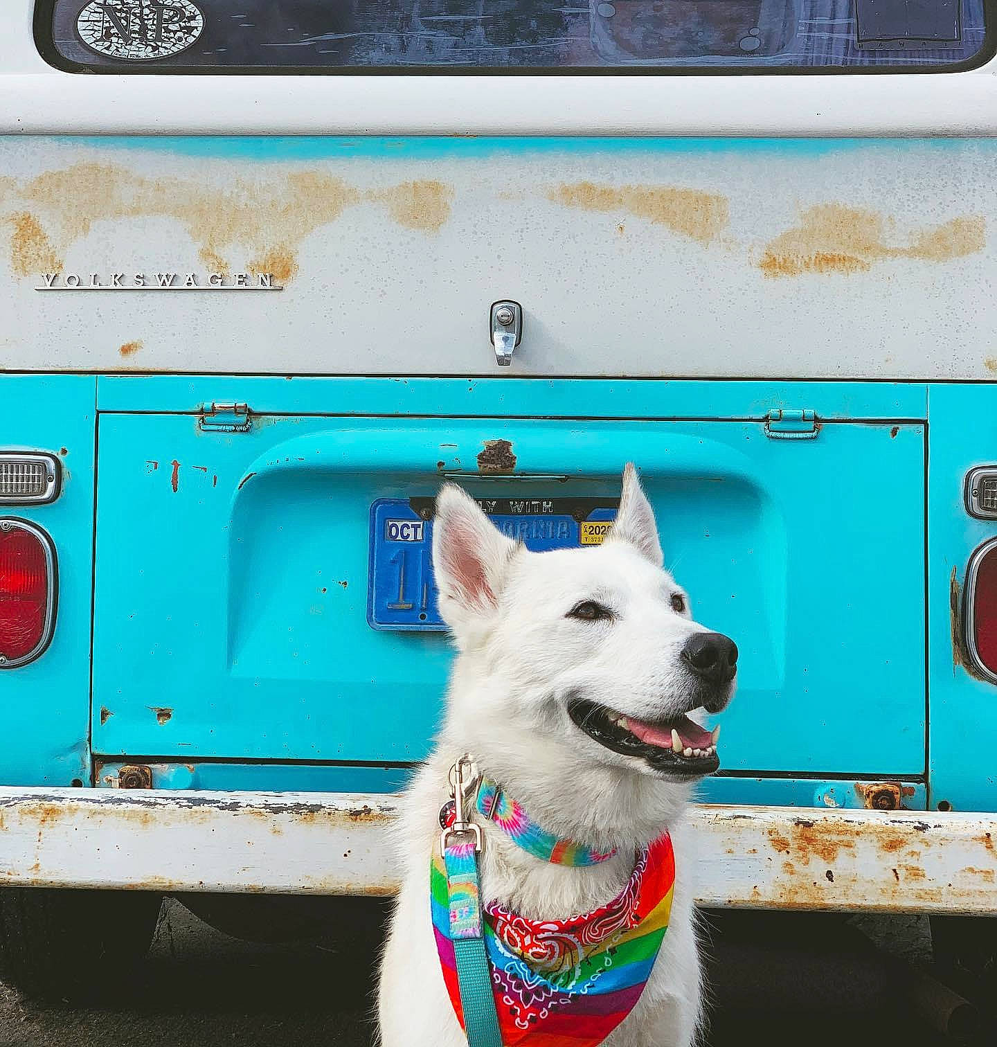 Fitz is registered to the contest to win money with this photo: berger_blanc_suisse, canidae, car, carnivore, dog, korean_jindo_dog, siberian_husky, turquoise, vehicle, white_shepherd, window