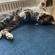 Sapphire joined the competition — help win amazing prizes! cat, tabby, pet, indoor, feline, curious, lying_down, blue_surface, cozy, whiskers, paws, soft_fur, close_up, relaxed, domestic_animal, playful, wide_eyes, blurred_background, resting, cute