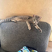 Stormy is registered to the contest to win money with this photo: cat, grey_tabby, couch, furniture, backrest, relaxed, indoor, wall, backpack, colorful, pattern, zipper, curious, paw, fur, striped, pet, animal, resting, home