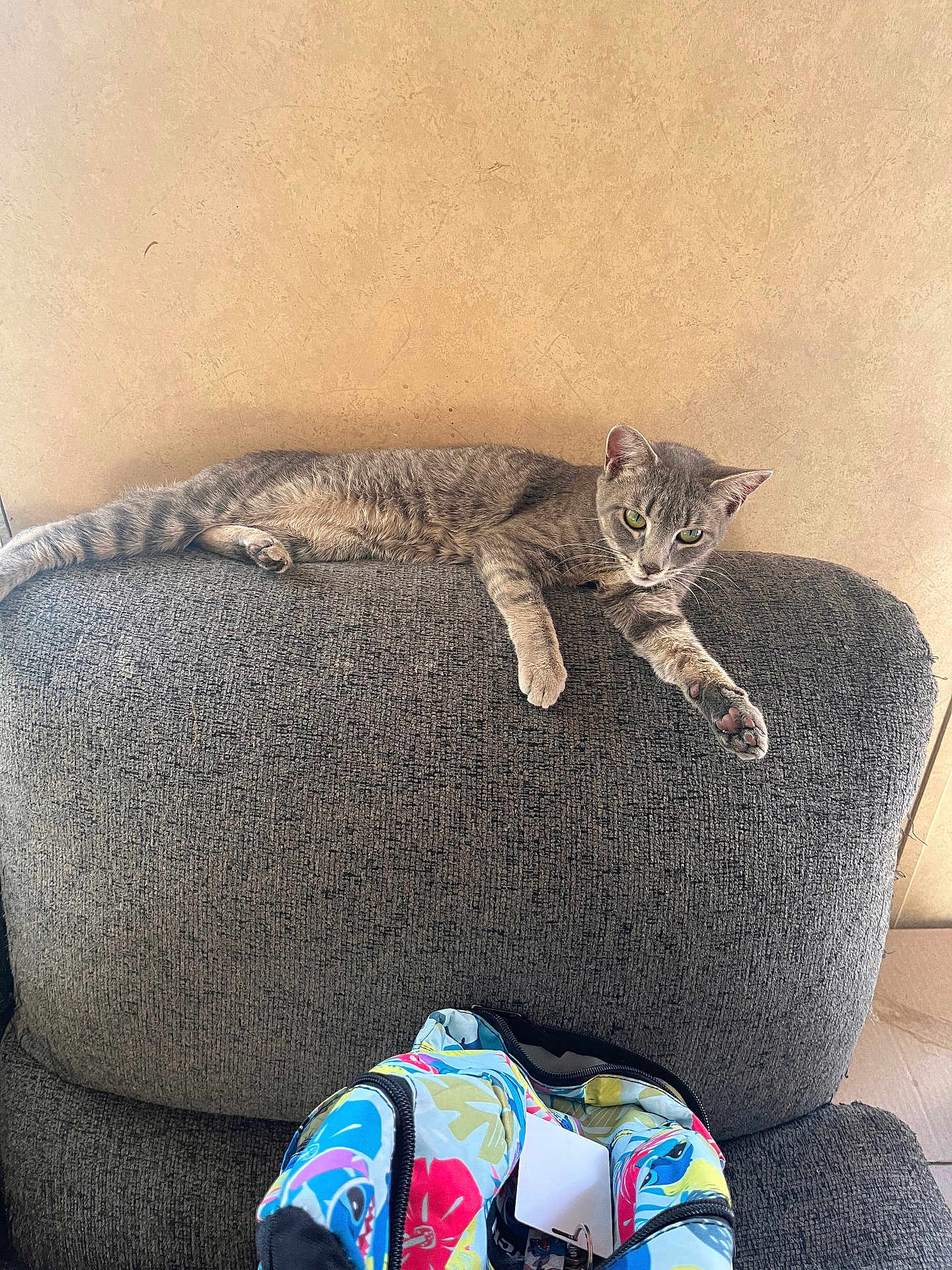 Stormy is registered to the contest to win money with this photo: cat, grey_tabby, couch, furniture, backrest, relaxed, indoor, wall, backpack, colorful, pattern, zipper, curious, paw, fur, striped, pet, animal, resting, home