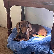 Payno is registered to the contest to win money with this photo: animal, blue_bed, brown_dog, carpet, cozy, cute, dachshund, dog, furniture, indoor, laptop, looking_at_camera, pet, pet_bed, puppy, resting, sticker, sunlight, whale_shaped_bed, wooden_table