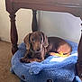 animal, blue_bed, brown_dog, carpet, cozy, cute, dachshund, dog, furniture, indoor, laptop, looking_at_camera, pet, pet_bed, puppy, resting, sticker, sunlight, whale_shaped_bed, wooden_table