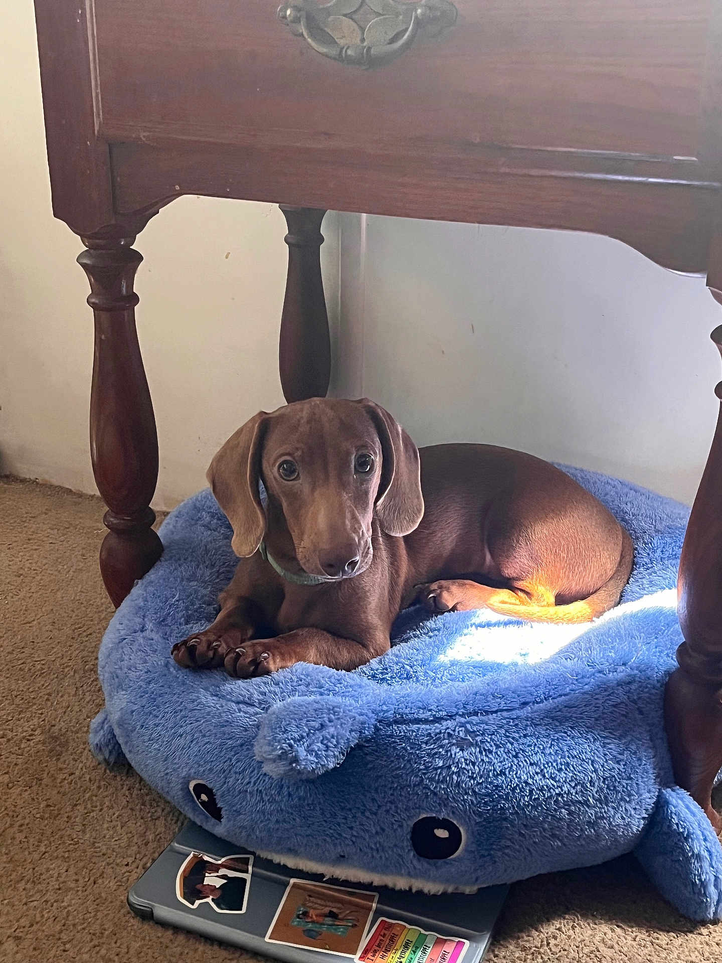 Payno is registered to the contest to win money with this photo: animal, blue_bed, brown_dog, carpet, cozy, cute, dachshund, dog, furniture, indoor, laptop, looking_at_camera, pet, pet_bed, puppy, resting, sticker, sunlight, whale_shaped_bed, wooden_table