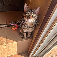 Peanut joined the competition — help win amazing prizes! cat, tabby_cat, pet, indoor, cardboard_box, toy, sunlight, whiskers, floor, door, window, curious, animal, feline, green_eyes, looking_up, domestic_cat, playful, cozy, home