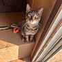 animal, cardboard_box, cat, cozy, curious, domestic_cat, door, feline, floor, green_eyes, home, indoor, looking_up, pet, playful, sunlight, tabby_cat, toy, whiskers, window