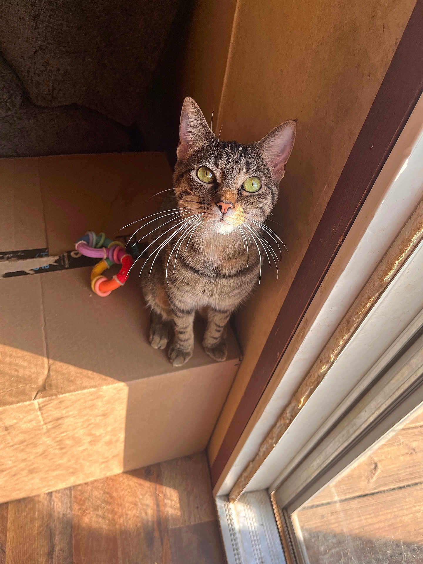 Peanut joined the competition — help win amazing prizes! cat, tabby_cat, pet, indoor, cardboard_box, toy, sunlight, whiskers, floor, door, window, curious, animal, feline, green_eyes, looking_up, domestic_cat, playful, cozy, home