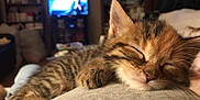 Lenore joined the competition — help win amazing prizes! kitten, sleeping, cat, closeup, paw, fur, indoor, cozy, blurred_background, television, living_room, resting, cute, pet, domestic_animal, feline, relaxed, whiskers, soft, young