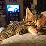 kitten, sleeping, cat, closeup, paw, fur, indoor, cozy, blurred_background, television, living_room, resting, cute, pet, domestic_animal, feline, relaxed, whiskers, soft, young