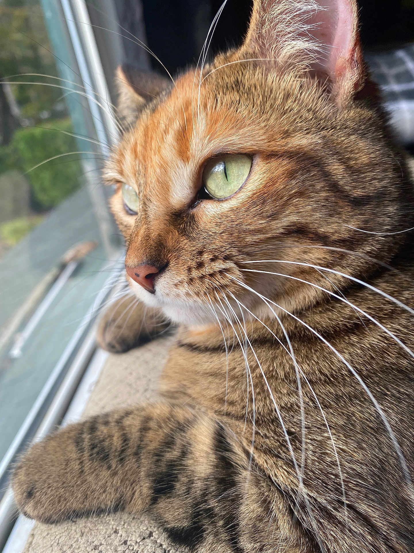 Lenore is registered to the contest to win money with this photo: cat, tabby, close_up, whiskers, green_eyes, fur, window, indoor, relaxing, animal, pet, mammal, domestic, looking_out, natural_light, focus, soft_background, cozy, portrait, resting