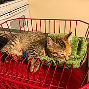 Lenore is registered to the contest to win money with this photo: kitten, cat, sleeping, dish_rack, green_towel, tabby, feline, indoor, kitchen, appliance, stove, countertop, red, striped, pet, cute, resting, small, animal, cozy