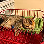 kitten, cat, sleeping, dish_rack, green_towel, tabby, feline, indoor, kitchen, appliance, stove, countertop, red, striped, pet, cute, resting, small, animal, cozy
