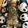 Lenore is registered to the contest to win money with this photo: kitten, sleeping, tabby, paw, legs, pants, skull_pattern, black, white, brown, cute, furry, resting, indoor, cozy, animal, pet, relaxed, soft, small