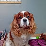animal, bed, blanket, brown_and_white, cavalier_king_charles_spaniel, companion, cozy, curly_ears, cute, dog, domestic, expression, face, fur, house, indoor, looking, pet, portrait, toy