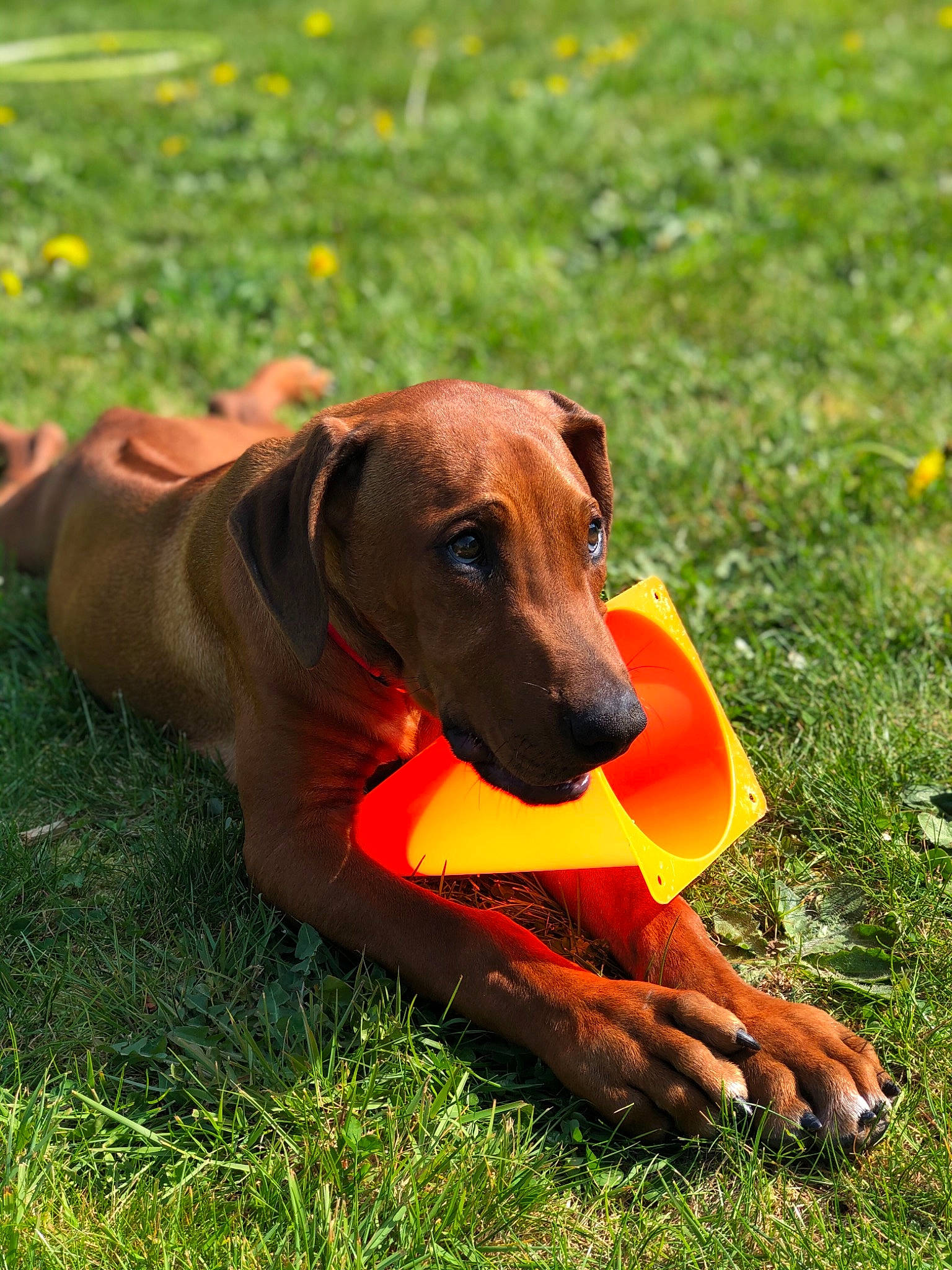 Padjo participe au concours pour gagner de l'argent avec cette photo : africanis, azawakh, bavarian_mountain_hound, canidae, carnivore, dog, dog_breed, fawn, grass, hound, mammal, plant, redbone_coonhound, rhodesian_ridgeback, sighthound, snout, sporting_group, tosa, vertebrate, vizsla