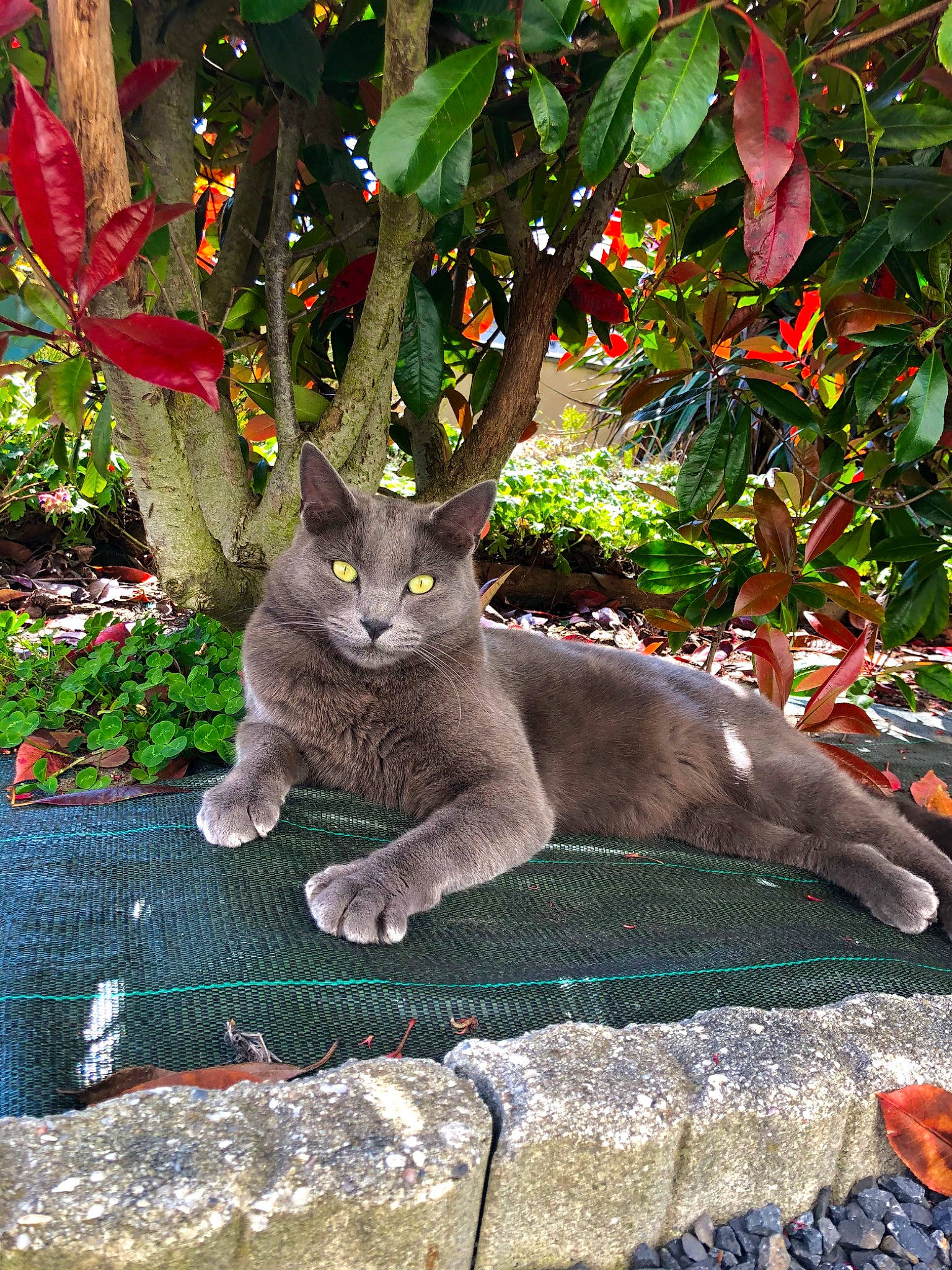 Mike a rejoint le concours — aidez-le/la à gagner de superbes lots ! asian, british_shorthair, carnivore, cat, chartreux, domestic_short_haired_cat, fawn, felidae, flower, korat, leaf, plant, russian_blue, small_to_medium_sized_cats, tree, whiskers
