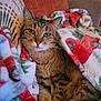 Cleo joined the competition — help win amazing prizes! cat, tabby, animal, pet, feline, blanket, couch, indoor, cozy, fur, relaxed, resting, comfort, holiday, pattern, red, green, white, closeup, warm
