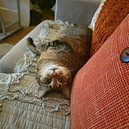 Cleo is registered to the contest to win money with this photo: cat, tabby_cat, upside_down, couch, quilt, cushion, orange_cushion, living_room, furniture, cozy, pet, domestic_animal, indoor, relaxed, curious, fur, whiskers, ears, eyes, home