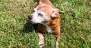 Abby joined the competition — help win amazing prizes! animal, brown, canine, daylight, dog, ears, fur, grass, greenery, muzzle, nature, outdoor, paw, pet, relaxing, resting, small_dog, summer, sunlight, white