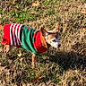 Abby joined the competition — help win amazing prizes! animal, canine, clothing, cute, daylight, dog, dry_leaves, fall, fur, grass, holiday_sweater, mammal, nature, outdoor, pet, small_dog, standing, sunlight, sweater, winter_clothing