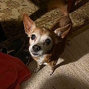 Abby is registered to the contest to win money with this photo: animal, brown_fur, carpet, close_up, cute, dog, domestic, ears, excited, floor, indoor, looking_up, pet, red_cloth, rug, shadow, shoes, small_dog, tail, white_fur