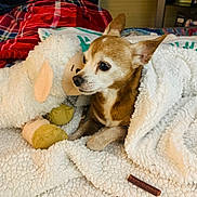 Abby joined the competition — help win amazing prizes! dog, plush_toy, blanket, bed, cozy, indoor, small_dog, brown_dog, white_blanket, stuffed_animal, red_blanket, pet, resting, cute, fur, ears, toy, comfort, relaxation, snuggle