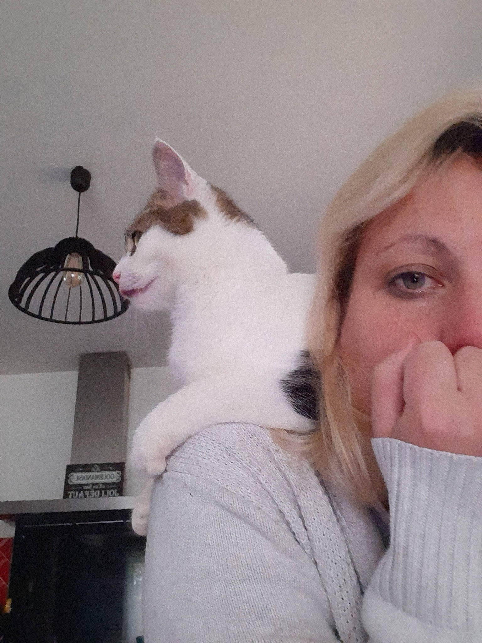 Paulie participe au concours pour gagner de l'argent avec cette photo : aegean_cat, carnivore, cat, colorpoint_shorthair, domestic_short_haired_cat, ear, felidae, fur, nose, skin, small_to_medium_sized_cats, turkish_van, whiskers