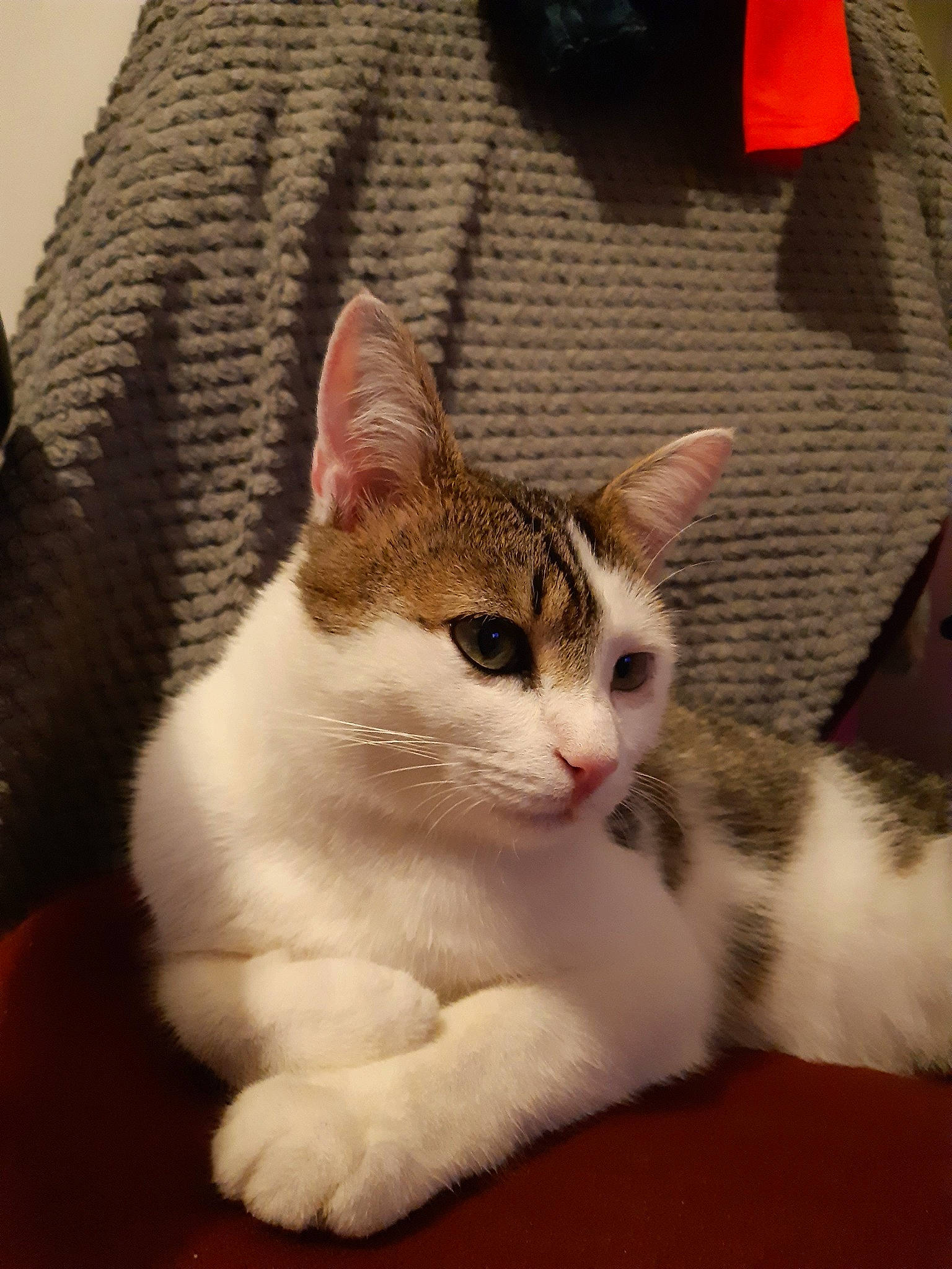 Paulie a rejoint le concours — aidez-le/la à gagner de superbes lots ! aegean_cat, american_shorthair, american_wirehair, asian, carnivore, cat, domestic_short_haired_cat, european_shorthair, felidae, fur, japanese_bobtail, kitten, mammal, munchkin, paw, polydactyl_cat, small_to_medium_sized_cats, turkish_van, whiskers