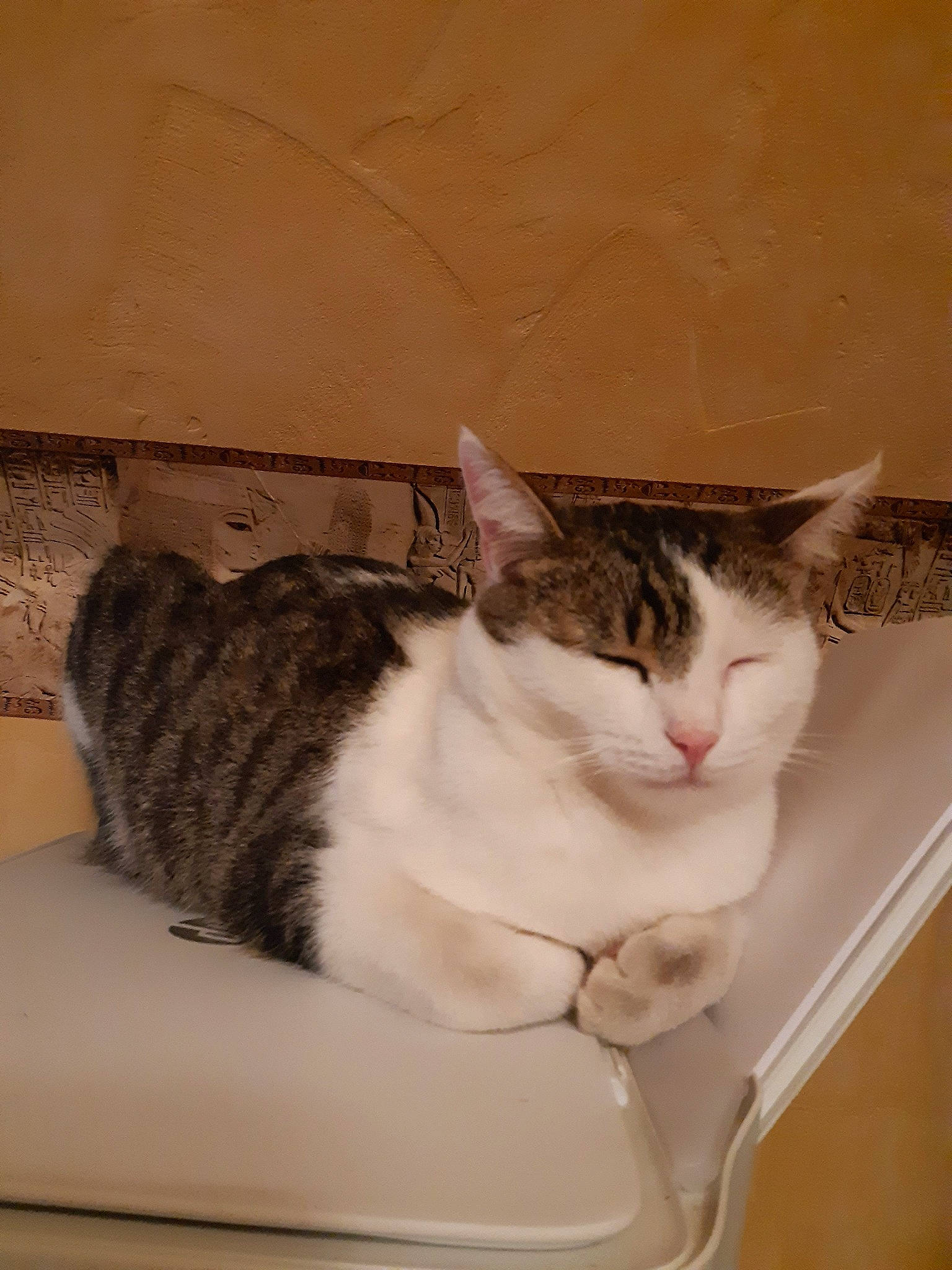 Paulie participe au concours pour gagner de l'argent avec cette photo : aegean_cat, american_shorthair, american_wirehair, arabian_mau, asian, australian_mist, carnivore, cat, domestic_short_haired_cat, dragon_li, european_shorthair, fawn, felidae, kitten, mammal, small_to_medium_sized_cats, tabby_cat, whiskers