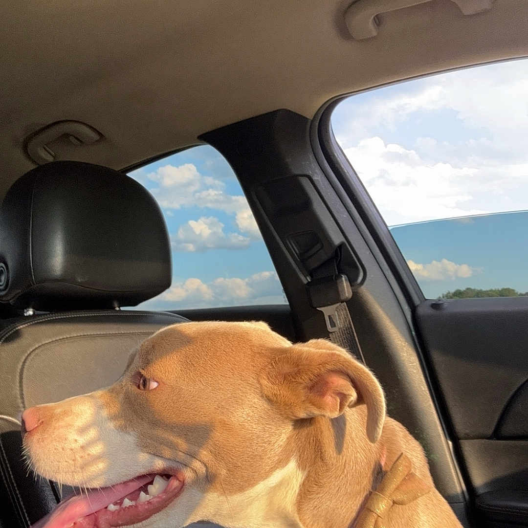 Ace is registered to the contest to win money with this photo: accessories, alloywheel, animal, belt, bodypart, canine, car, cushion, dog, headrest, homedecor, hound, labradorretriever, mouth, person, pet, pointer, puppy, transportation, vehicle