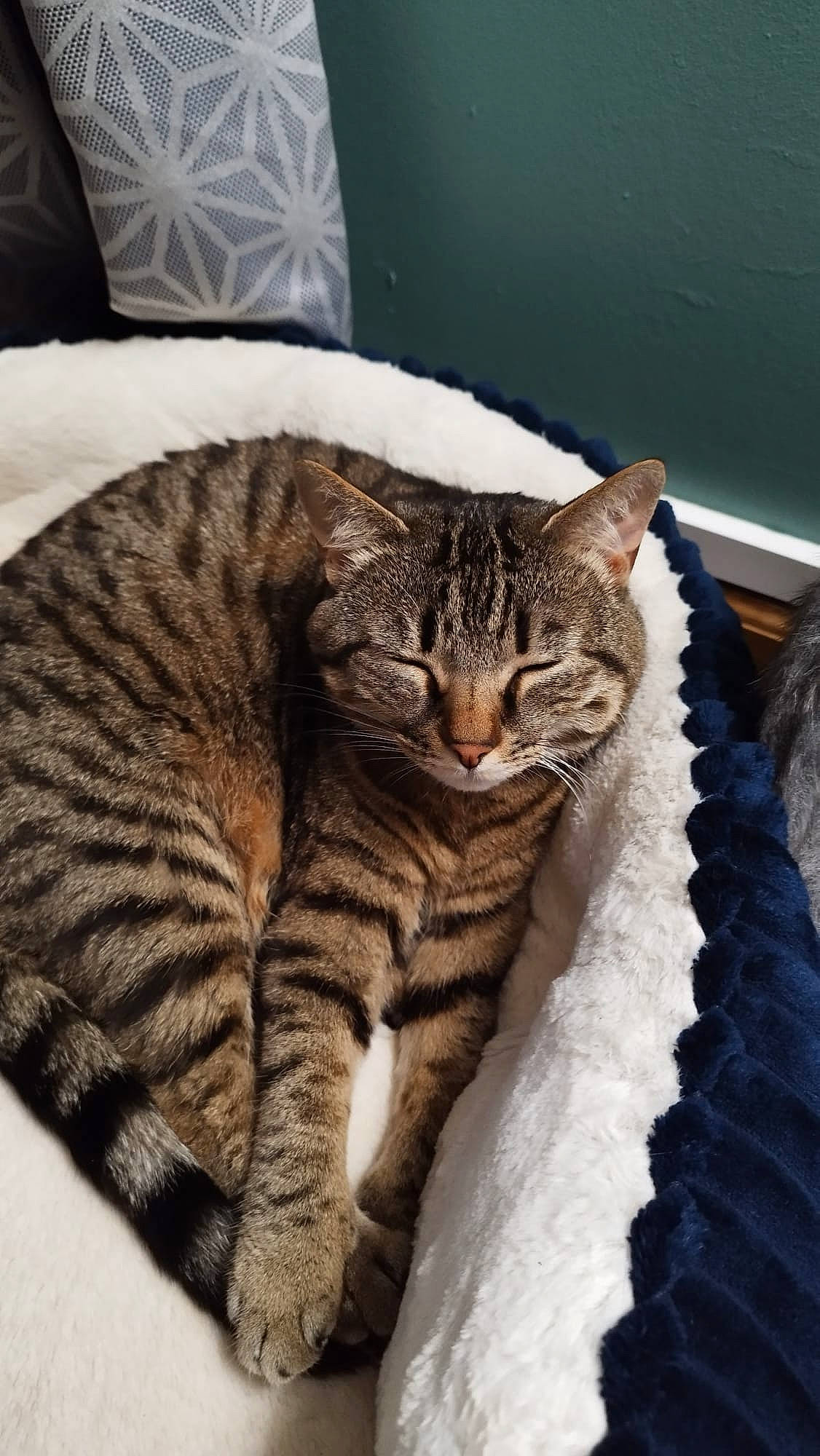 Naïa participe au concours pour gagner de l'argent avec cette photo : carnivore, cat, cat_supply, claw, comfort, domestic_short_haired_cat, eye, fawn, felidae, fur, nap, paw, sleep, small_to_medium_sized_cats, snout, tail, terrestrial_animal, whiskers, wildlife, wood