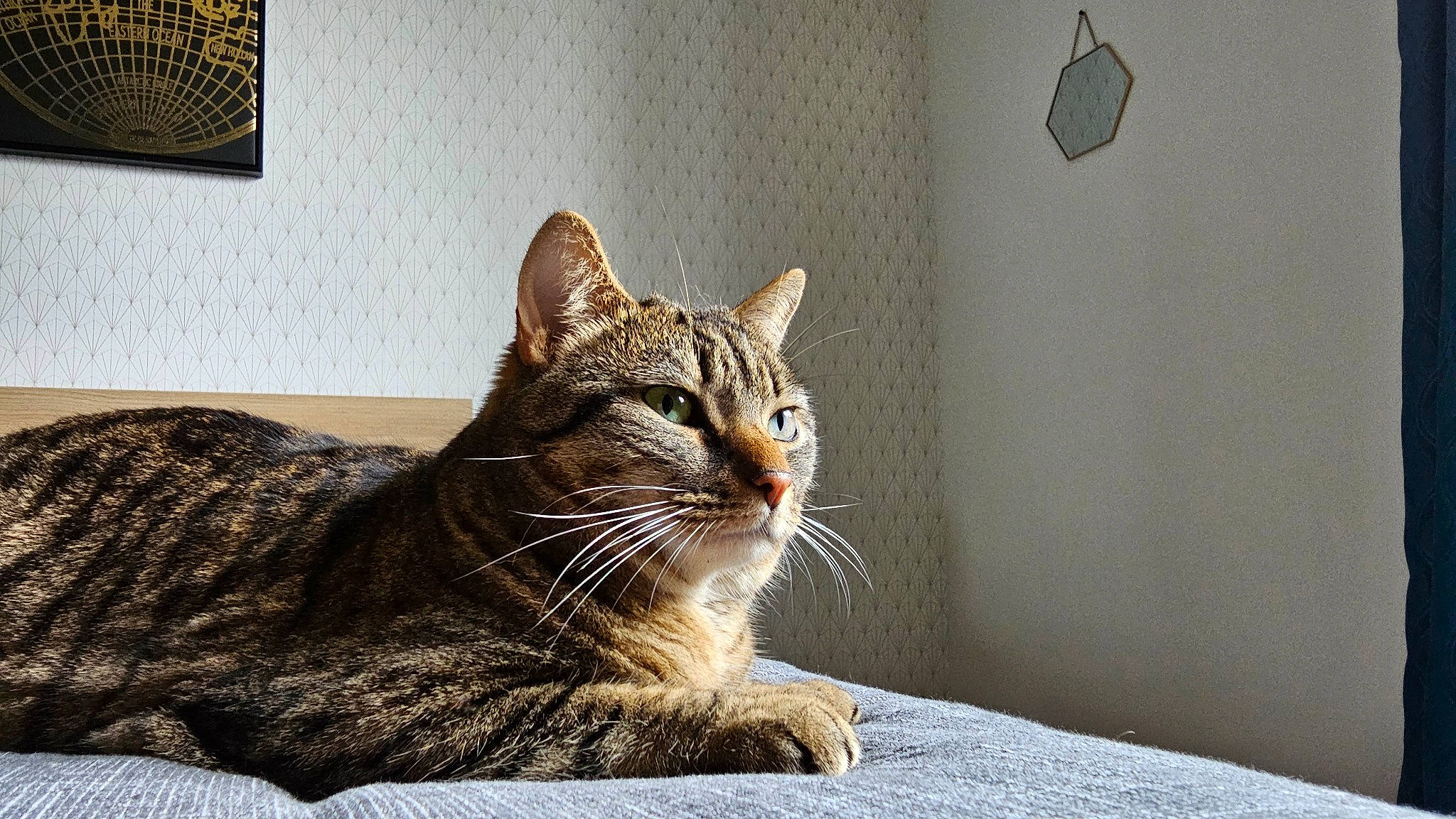 Naïa a rejoint le concours — aidez-le/la à gagner de superbes lots ! carnivore, cat, comfort, domestic_short_haired_cat, door, felidae, fur, picture_frame, sitting, small_to_medium_sized_cats, snout, terrestrial_animal, tree, whiskers, wildlife, window