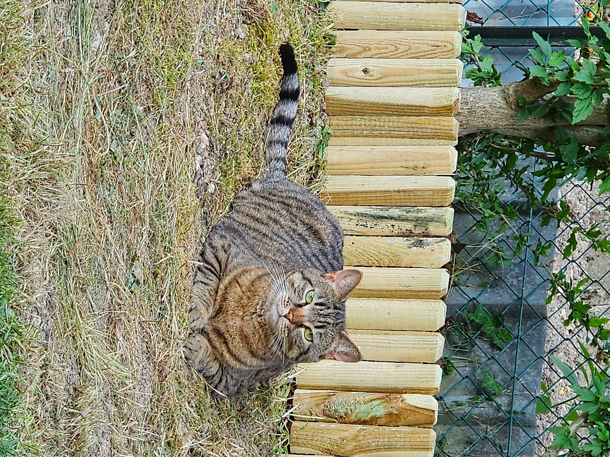 Naïa participe au concours pour gagner de l'argent avec cette photo : big_cats, carnivore, cat, domestic_short_haired_cat, fawn, felidae, fur, grass, groundcover, hardwood, plant, small_to_medium_sized_cats, snout, tail, terrestrial_animal, tree, trunk, whiskers, wildlife, wood