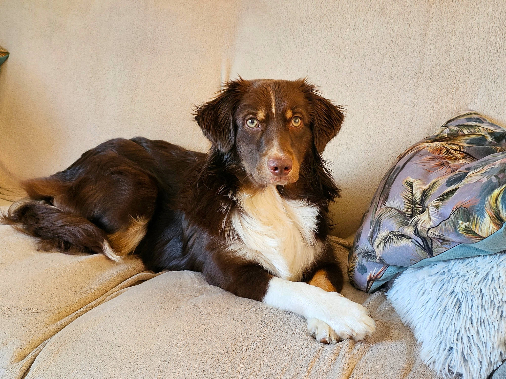 Takos participe au concours pour gagner de l'argent avec cette photo : border_collie, canidae, carnivore, comfort, companion_dog, dog, dog_breed, dog_supply, fur, gun_dog, liver, paw, sporting_group, working_animal, working_dog