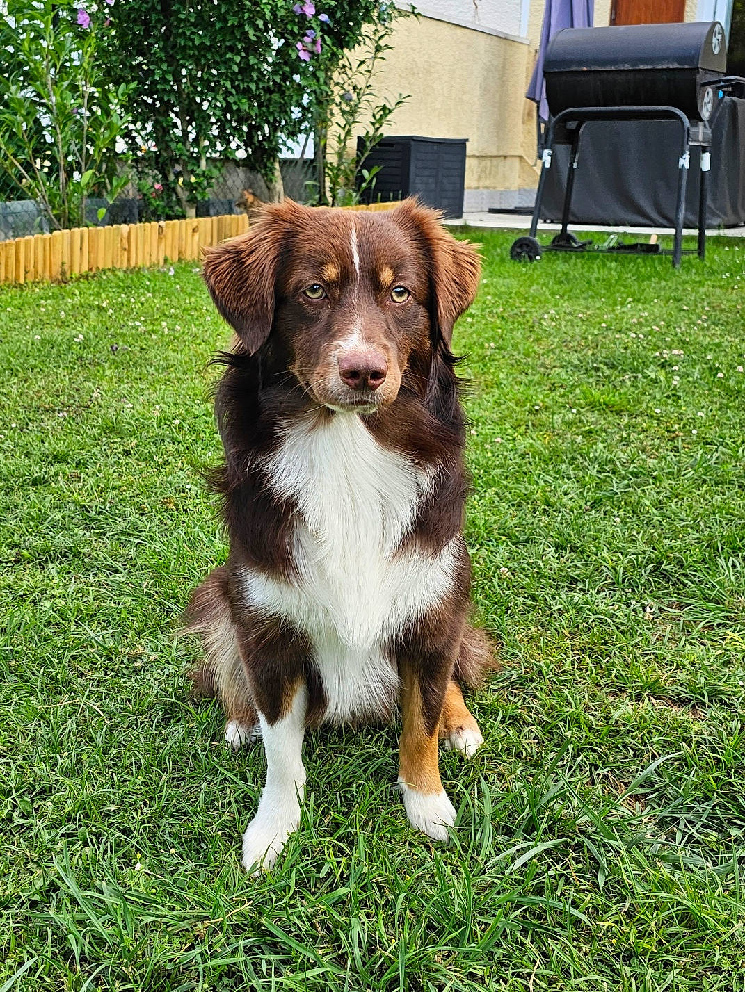 Takos participe au concours pour gagner de l'argent avec cette photo : canidae, carnivore, chair, companion_dog, dog, dog_breed, door, fence, fur, grass, gun_dog, liver, plant, snout, spaniel, sporting_group, terrestrial_animal, tree, working_animal, working_dog