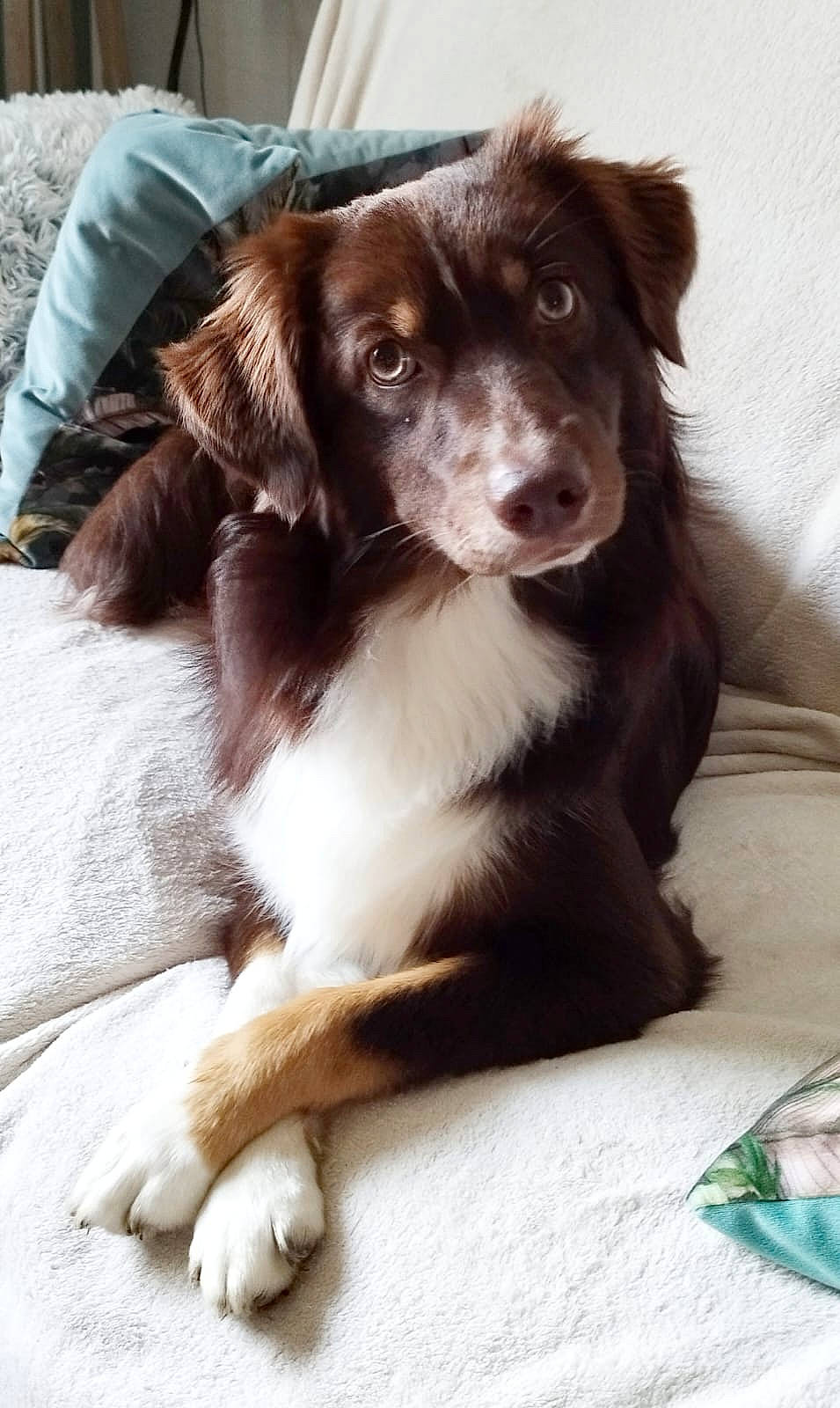 Takos participe au concours pour gagner de l'argent avec cette photo : borador, border_collie, canidae, carnivore, companion_dog, dog, dog_breed, fur, gun_dog, liver, snout, sporting_group, whiskers, working_animal, working_dog