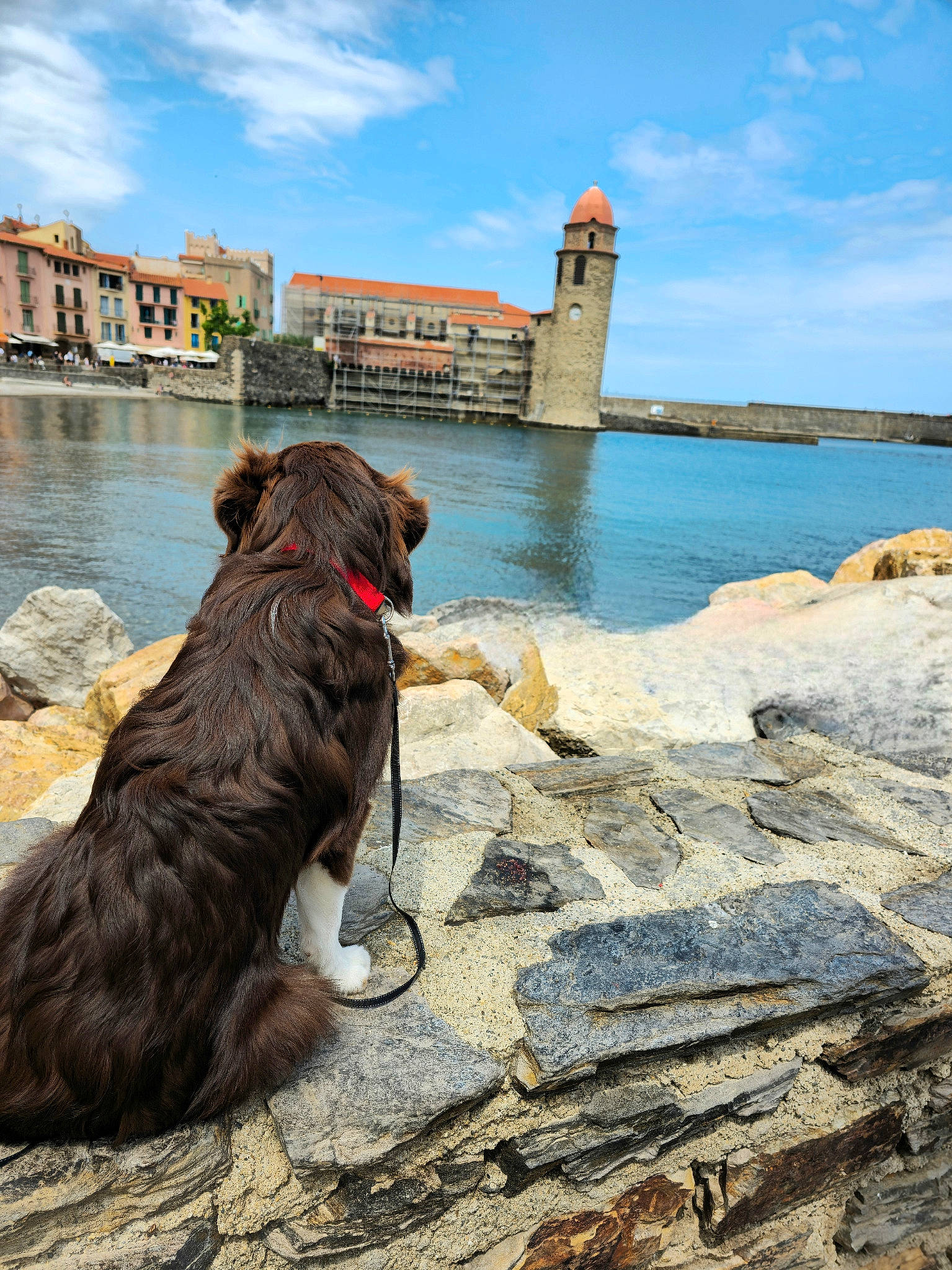 Takos a rejoint le concours — aidez-le/la à gagner de superbes lots ! building, carnivore, city, cloud, collar, companion_dog, dog, dog_breed, dog_collar, horizon, lake, leash, leisure, lighthouse, sky, tail, tower, water, wood, working_animal
