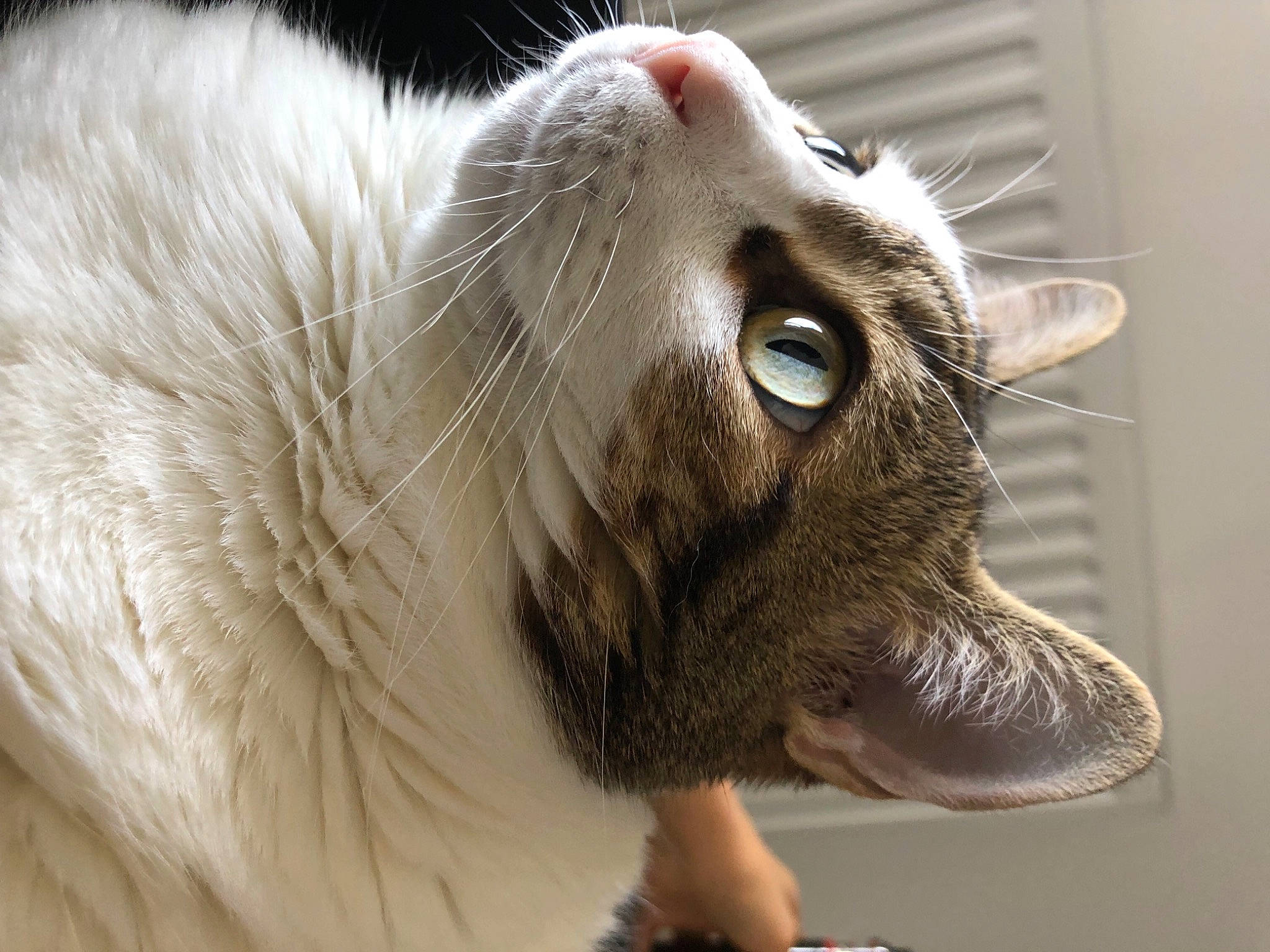 Kuma a rejoint le concours — aidez-le/la à gagner de superbes lots ! carnivore, cat, close_up, domestic_short_haired_cat, ear, fang, fawn, felidae, fur, livestock, pet_supply, small_to_medium_sized_cats, snout, terrestrial_animal, whiskers, wildlife, working_animal