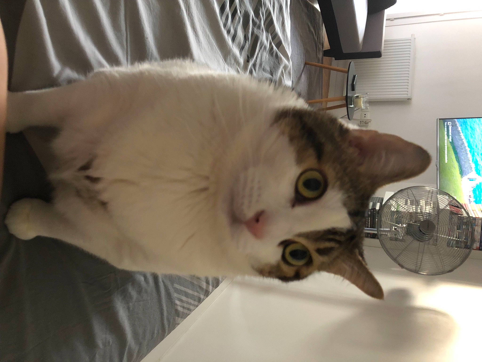 Kuma participe au concours pour gagner de l'argent avec cette photo : carnivore, cat, claw, domestic_short_haired_cat, ear, fang, felidae, fur, mechanical_fan, paw, shelf, small_to_medium_sized_cats, snout, tail, whiskers