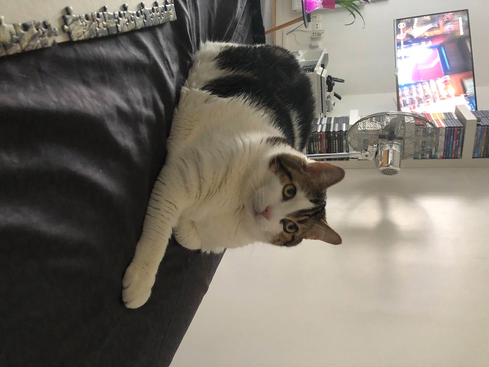 Kuma participe au concours pour gagner de l'argent avec cette photo : carnivore, cat, comfort, companion_dog, couch, dog_breed, domestic_short_haired_cat, felidae, flooring, fur, furniture, paw, picture_frame, plant, small_to_medium_sized_cats, snout, tail, television, thai, whiskers